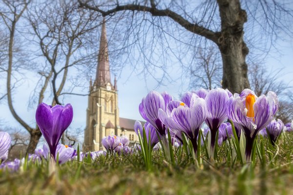 church-with-crocuses