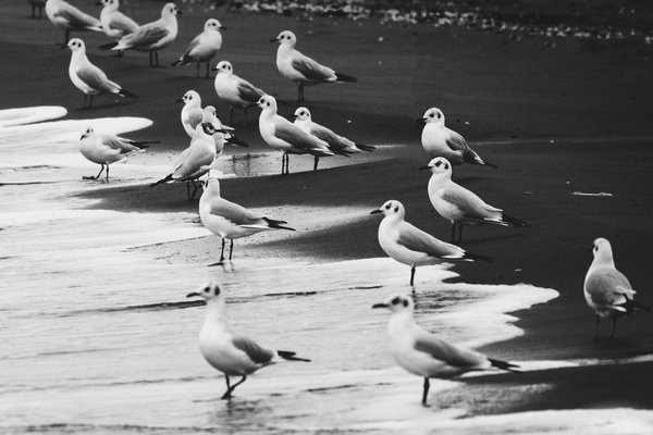 many birds -sea shore